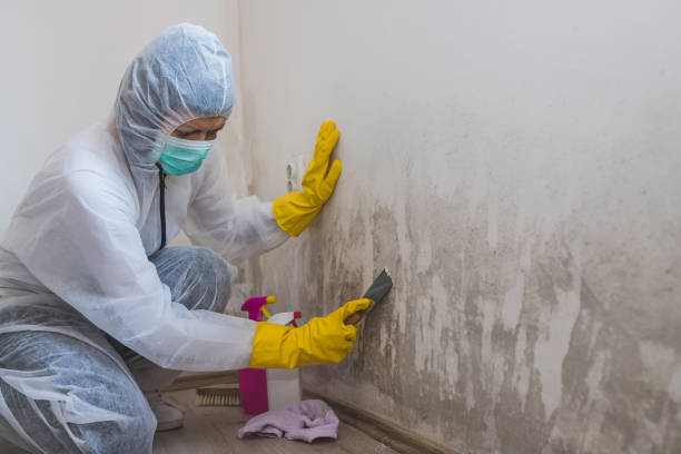 Best Attic Mold Removal  in Richnd Heights, MO