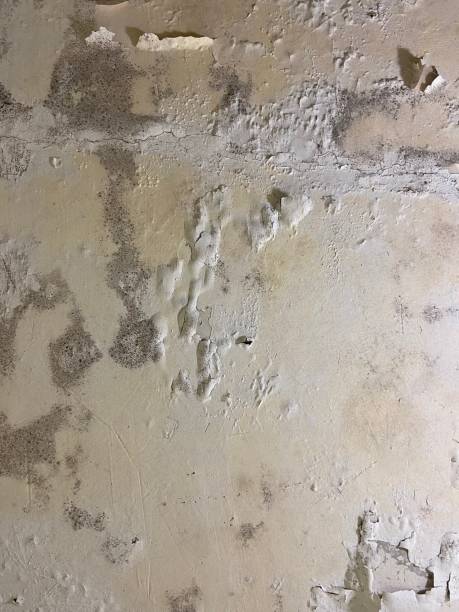 Best Commercial Mold Removal  in Richnd Heights, MO